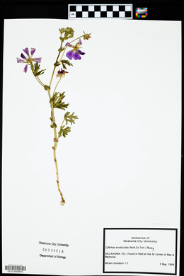 Callirhoe involucrata image