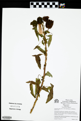 Hibiscus laevis image