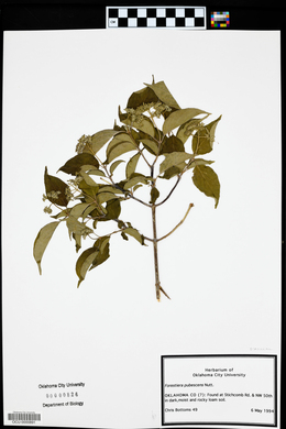 Forestiera pubescens image