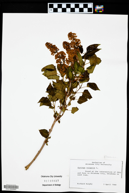 Syringa vulgaris image