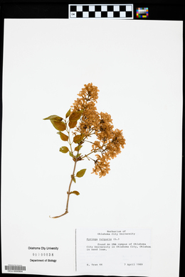 Syringa vulgaris image