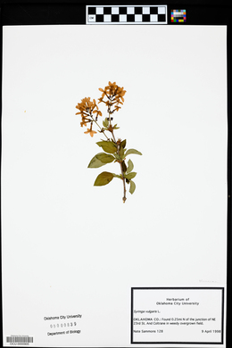 Syringa vulgaris image