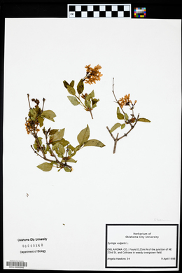 Syringa vulgaris image