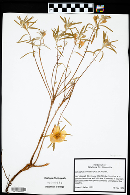 Oenothera serrulata image