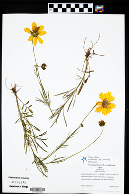 Coreopsis pubescens image