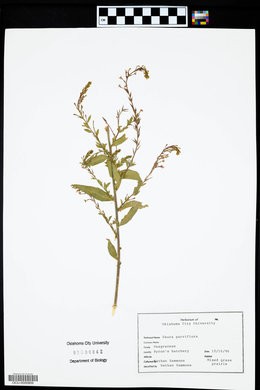 Oenothera curtiflora image