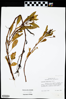 Ludwigia peploides image