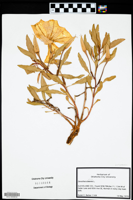 Oenothera elata image