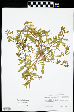 Oenothera grandis image