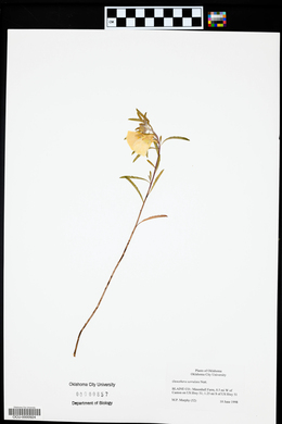 Oenothera serrulata image