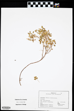 Oxalis corniculata image