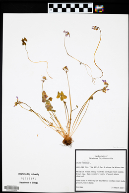 Oxalis violacea image
