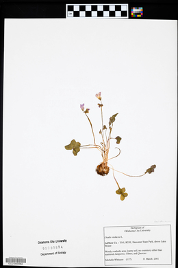 Oxalis violacea image