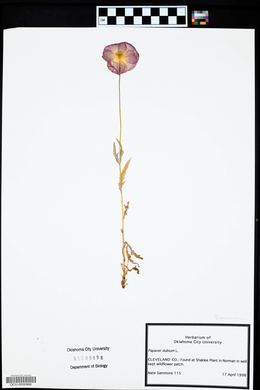 Papaver dubium image