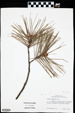 Pinus echinata image