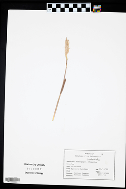 Bothriochloa saccharoides image