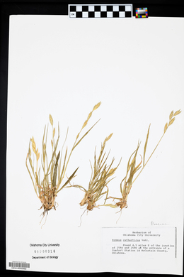 Bromus catharticus image