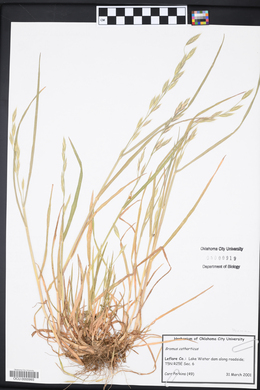 Bromus catharticus image