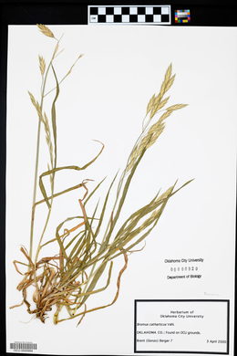 Bromus catharticus image