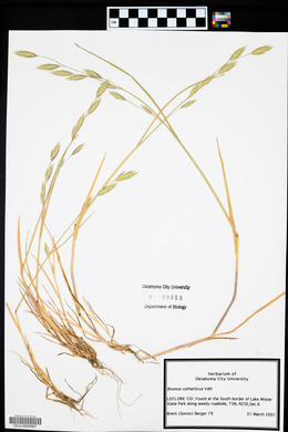 Bromus catharticus image