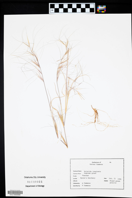 Aristida purpurea var. longiseta image