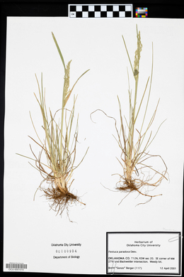 Festuca paradoxa image