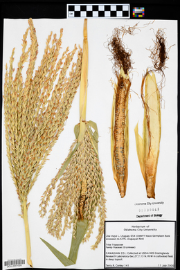 Zea mays image