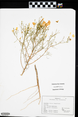 Ipomopsis longiflora image