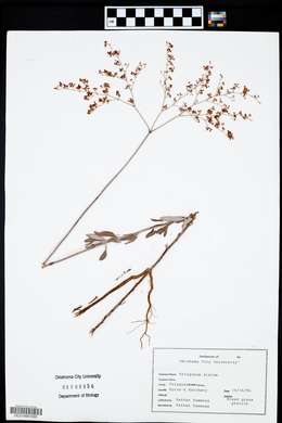 Eriogonum alatum image