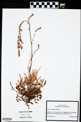 Rumex hastatulus image