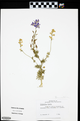 Delphinium ajacis image