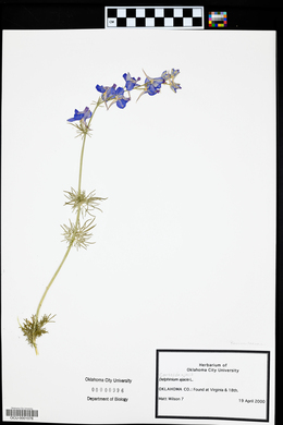 Delphinium ajacis image