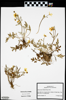 Ranunculus harveyi image