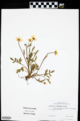 Ranunculus harveyi image