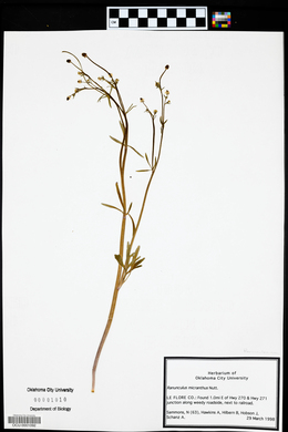Ranunculus micranthus image