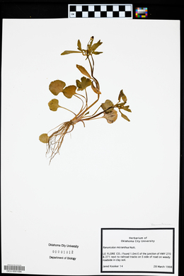 Ranunculus micranthus image