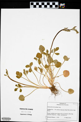Ranunculus micranthus image