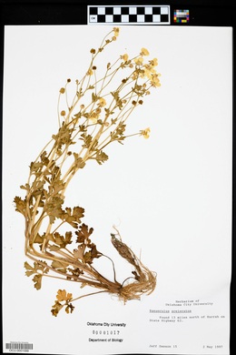 Ranunculus sceleratus image