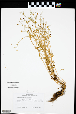 Ranunculus sceleratus image