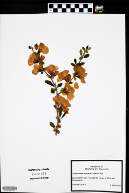 Chaenomeles lagenaria image