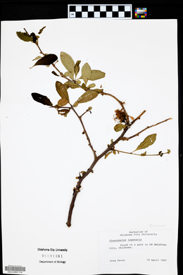 Chaenomeles lagenaria image