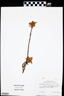 Chaenomeles lagenaria image