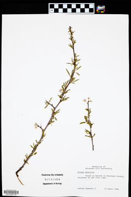 Prunus gracilis image