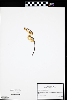 Prunus mexicana image