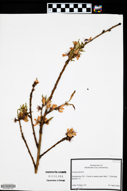 Prunus persica image