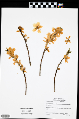 Prunus persica image