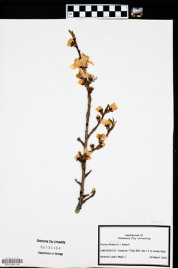 Prunus persica image