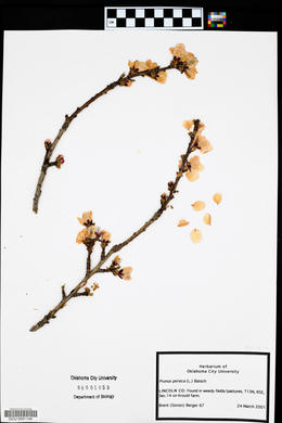Prunus persica image