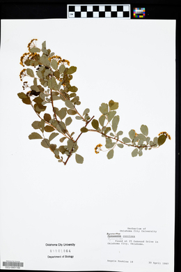 Pyracantha coccinea image