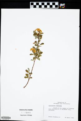 Pyracantha coccinea image